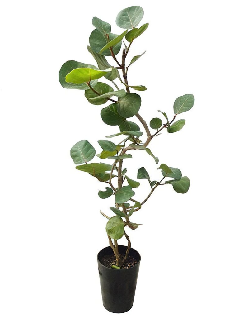 シーグレープ　8号　150センチ白鉢　現品 新築祝いに!観葉植物 シーグレープ 8寸鉢 – gracemarket.net