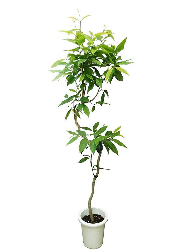 アマゾンオリーブ 8号サイズ | HITOTOKI by MAKIMO PLANT
