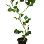 フィカス・ベンガレンシス・クリシュナ 8号サイズ　-1