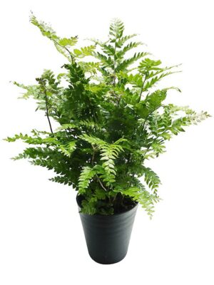 ディディモクラエナ・トルンカツラ