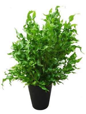 アスプレニウム