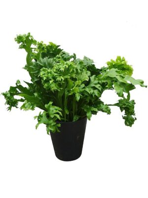 アスプレニウム Type2