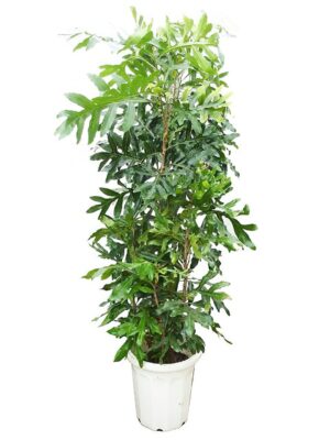 ステノカーパス 10号サイズ