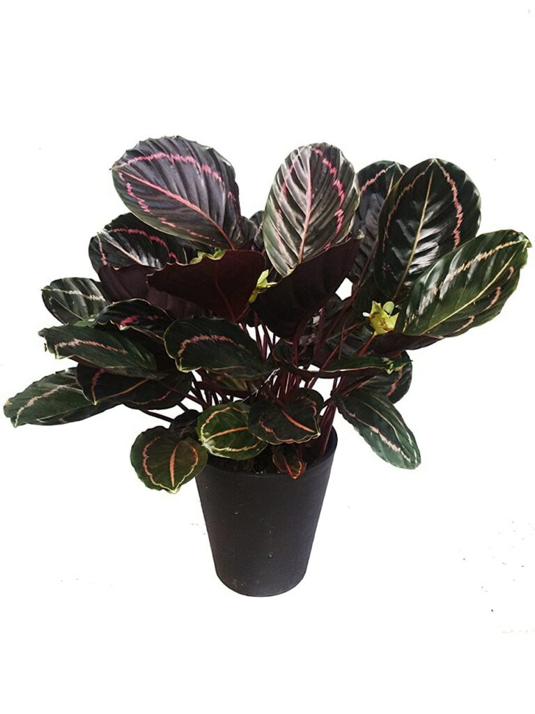 カラテア・ロセオピクタ・ドッティー | HITOTOKI by MAKIMO PLANT