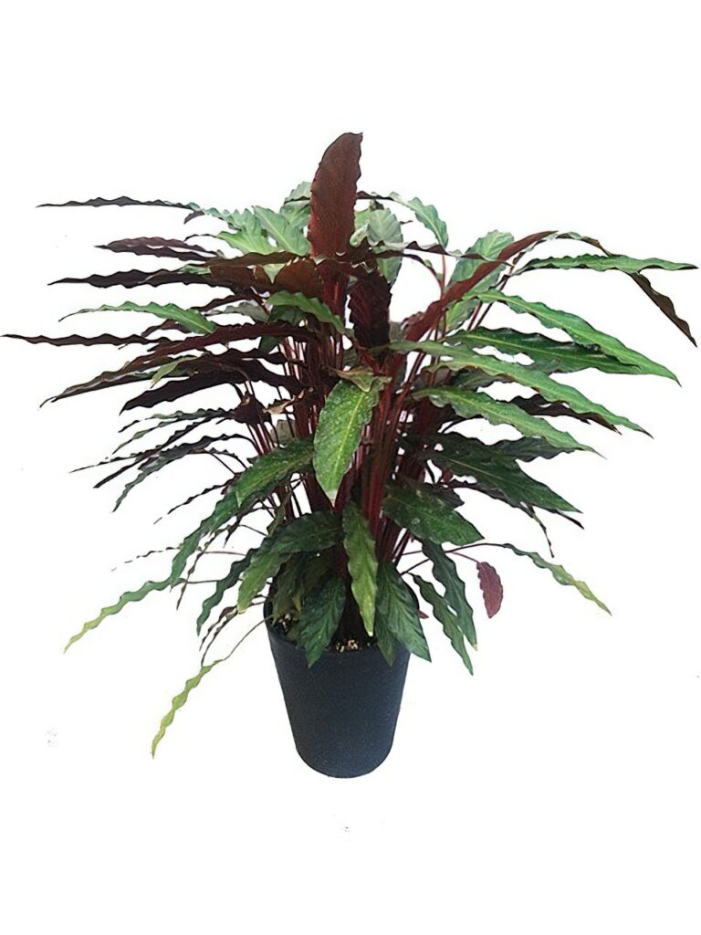 カラテア ルフィバルバ　観葉植物 ⠀ カラテア ルフィバルバ 葉裏と茎が赤紫色で、産毛のようなふわふわ