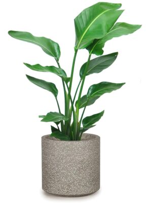 オーガスタ 8号 コーテス シリンド S 30 - カラー