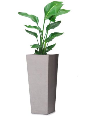 オーガスタ 8号 ジェミニ モノ M 76 - カラー