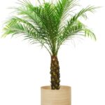 フェニックス・ロベレニー8号 アルマ ユー M 35