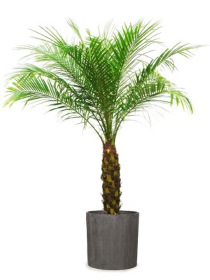 ユッカ ロストラータ 8号サイズ | HITOTOKI by MAKIMO PLANT