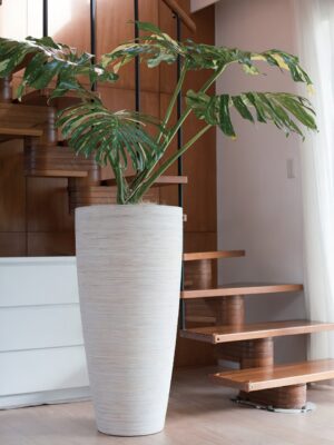 マラッカ クリームウォッシュ TL L 100