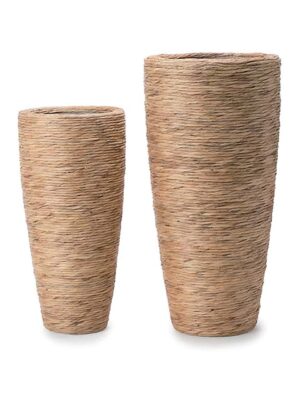 マラッカ ウォーターヒヤシンス TL M 81