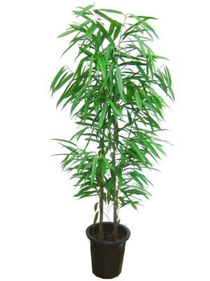 ショウナンゴムノキ 10号サイズ