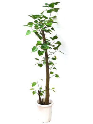 インドボダイジュ 10号サイズ