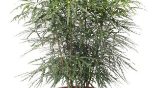 std-048-320x180.jpg