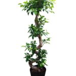 ガジュマル　-Type2