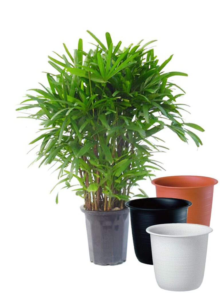 観葉植物 カンノンチク 白鉢入り10号鉢 カンノンチク 10号サイズ【ツリーポット（鉢カバー）付き】 - カラー