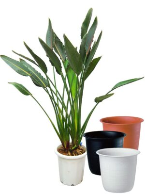 ストレリチア・レギネ 10号サイズ【ツリーポット（鉢カバー）付き】 - カラー