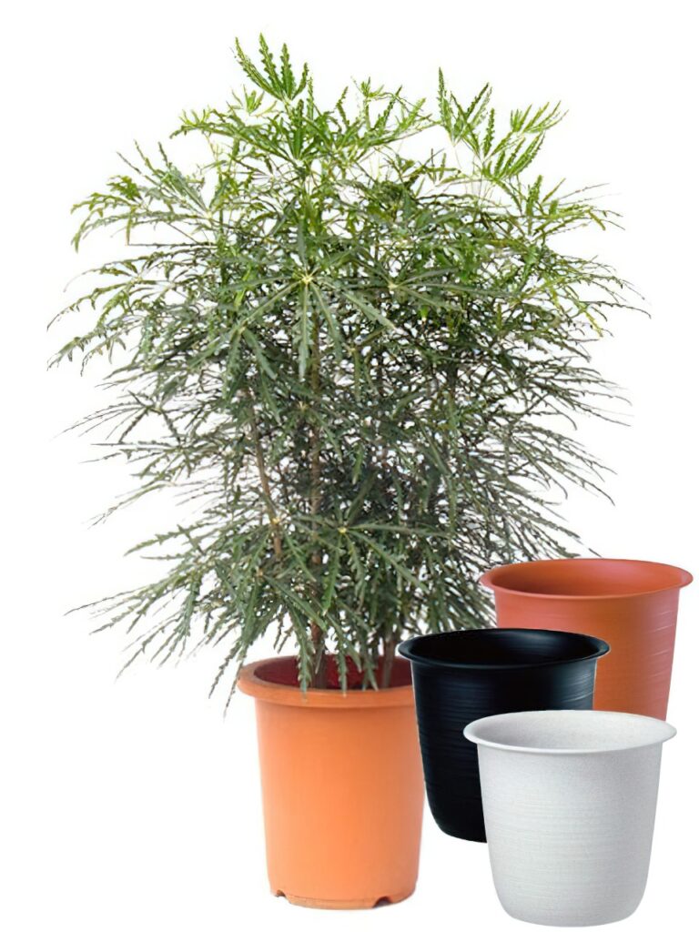 【アラレア】 らせん・根上がり樹形　鉢込み 約170cm 観葉植物【自社配送】 trp-048-768x1024.jpg