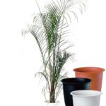 ミエミツヤシ　【ツリーポット（鉢カバー）付き】 - カラー