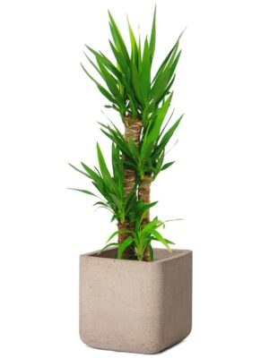 ユッカ・エレファンティペス 8号 コーテス キューブ M 36 - カラー