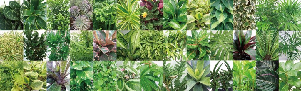 HITOTOKI by MAKIMO PLANT | 人気の観葉植物をお求め安いお値段で。樹