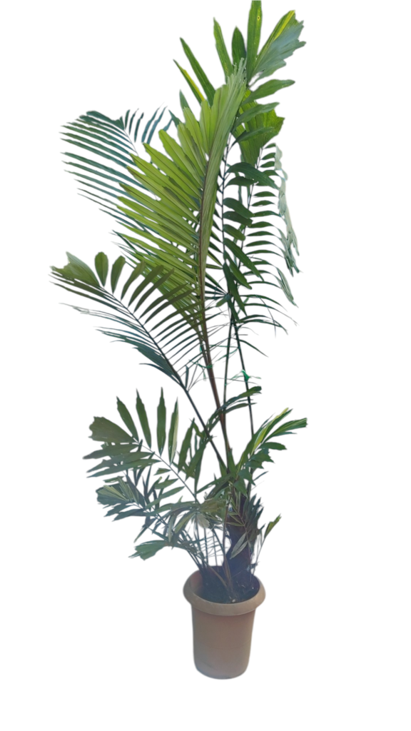 【現物商品】クロツグヤシ 斑入り