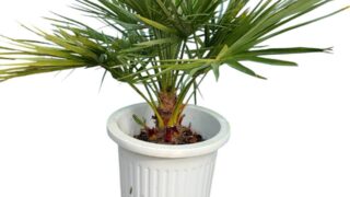 チャボトウジュロ（チャメロップス） 8号 | HITOTOKI by MAKIMO