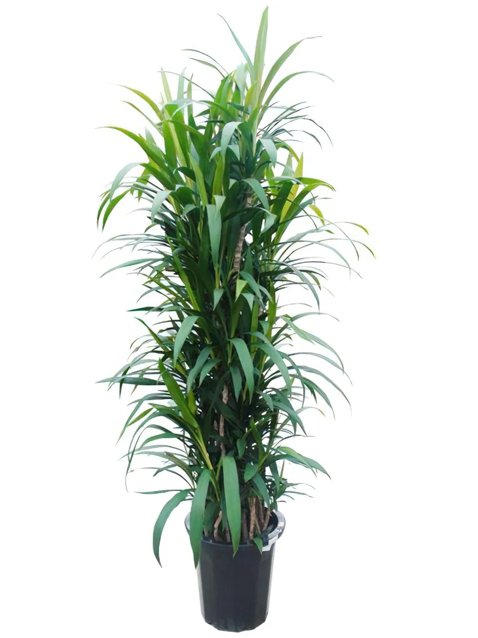 その他観葉植物 makomako 174048058875837325476457567424