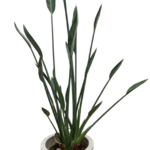 【現物商品】ストレリチア MIX 8号サイズ-1