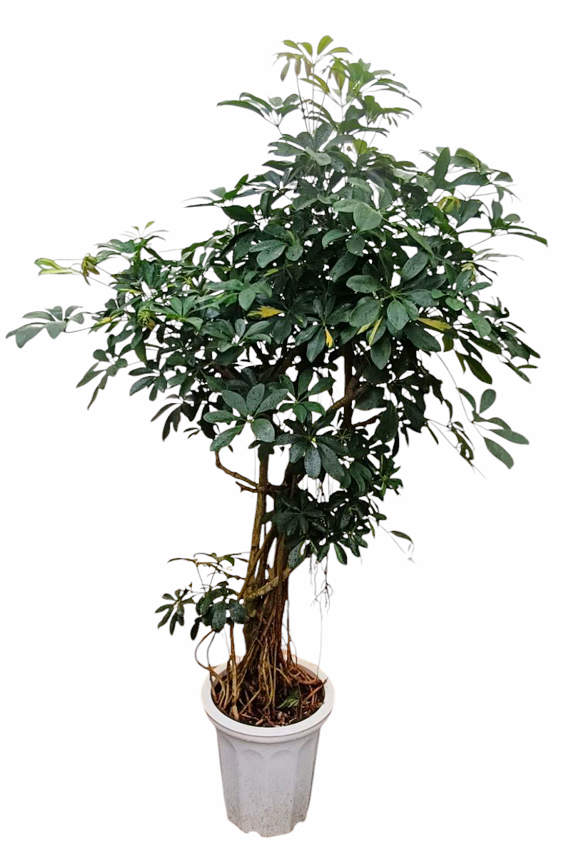 【現物商品】シェフレラ 枝物 10号サイズ -4 - 画像 (2)