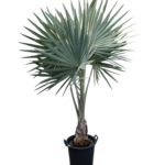 ビスマルクヤシ　15号サイズ