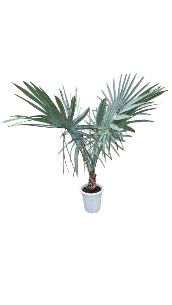 IMG20250413085733-577x1024.png