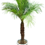 フェニックス・ロベリニー 10号 150cm