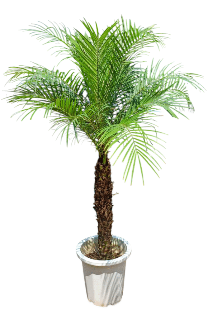 IMG20250817111453-2-668x1024.png