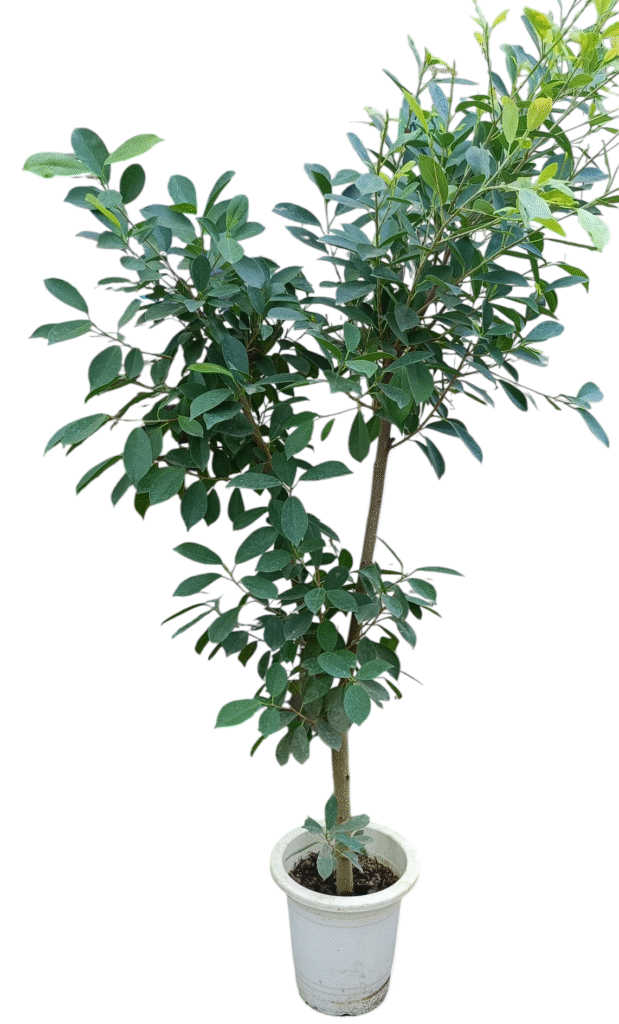 【現品】ガジュマル　8号　白鉢　（2） 現品】ガジュマル 8号 白鉢 （2）