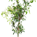 【現物商品】枝垂れガジュマル 8号サイズ  -1