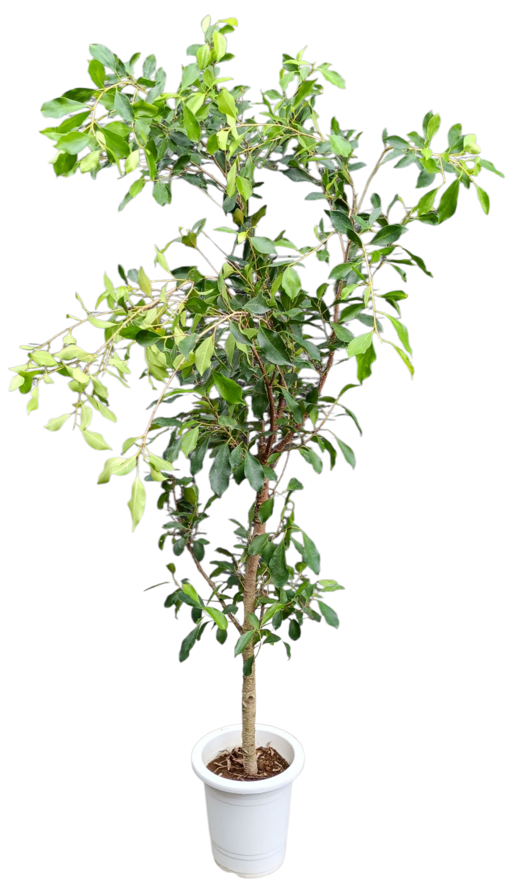 【現物商品】枝垂れガジュマル 8号サイズ -1