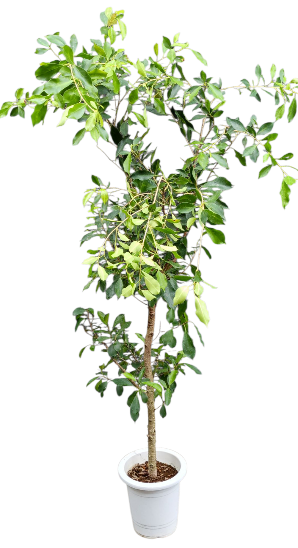 【現物商品】枝垂れガジュマル 8号サイズ -1 - 画像 (2)