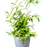 ドラセナ・スルクローサ・サイアムビューティー