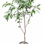 【現物商品】アムステルダム・キング 8号サイズ-2