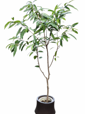 【現物商品】アムステルダム・キング 8号サイズ-2