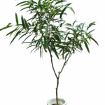 【現物商品】ショウナンゴムノキ 8号サイズ-2