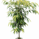 【現物商品】ショウナンゴムノキ 斑入り-1