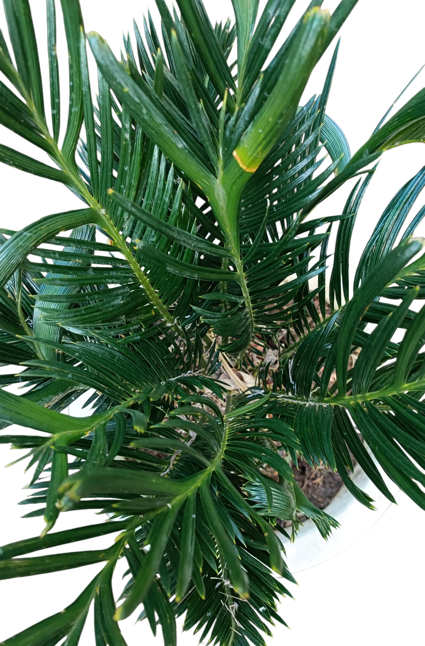 ソテツ原木 ソテツ 蘇鉄 8号鉢 庭木 記念樹 シンボルツリー 観葉植物 風水 地植え